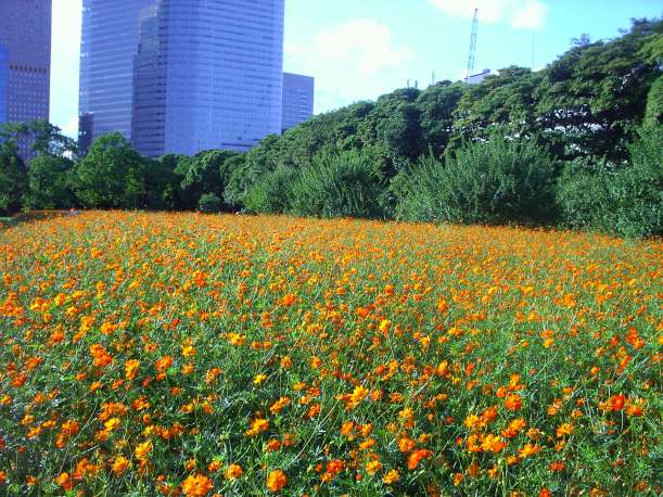 My beautiful picture